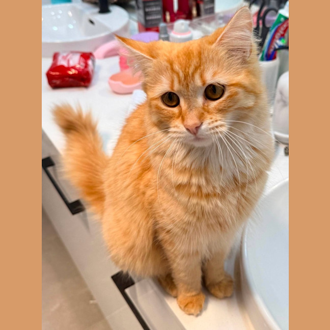 Photo of Amber