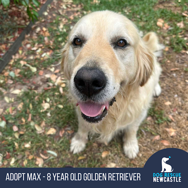Photo of Max   8 Year Old Golden Retriever