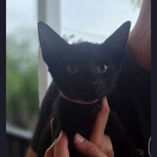 Photo of Whiskers K31