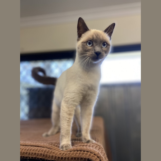 Photo of Nala