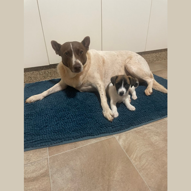 Photo of Koda