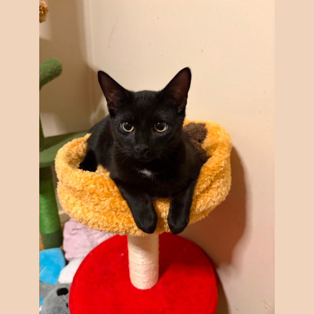 Photo of Ollie 