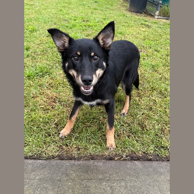 Photo of Bindi