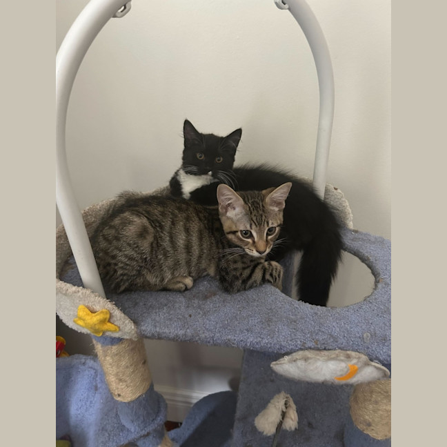 Photo of Lemon Squeezy