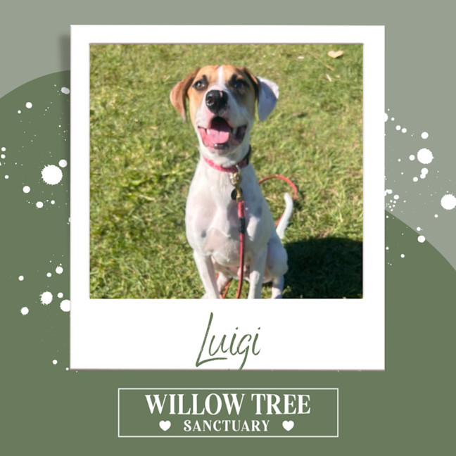 Photo of Luigi