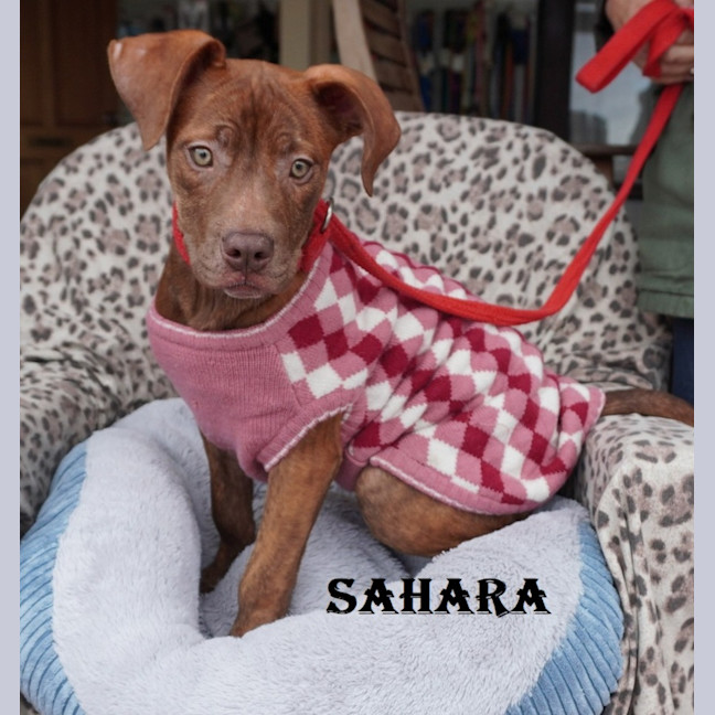 Photo of Sahara