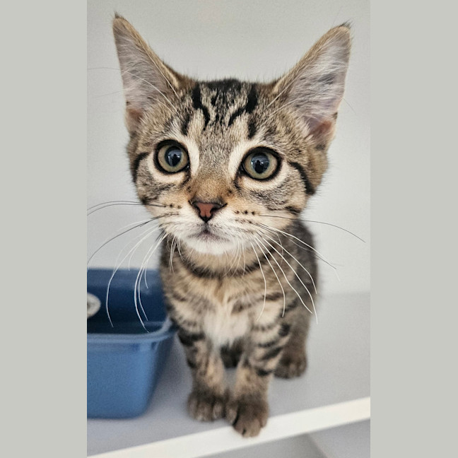 Photo of Bubbles (Bonded To Buttercup)