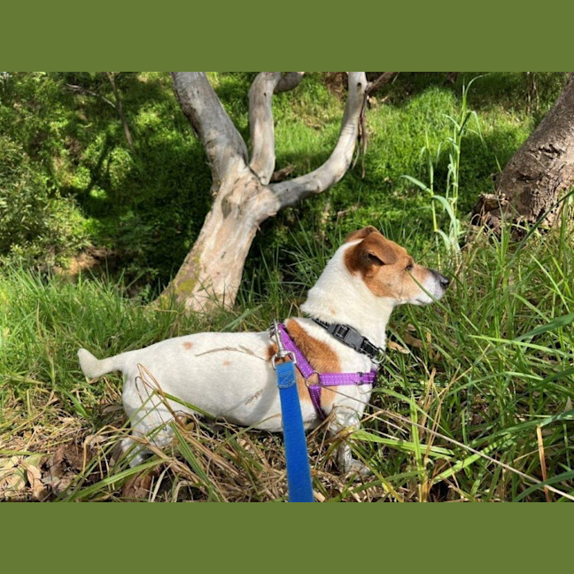 Photo of Rusty Kumara