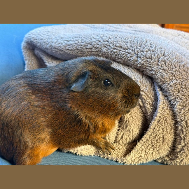 Photo of Rocky