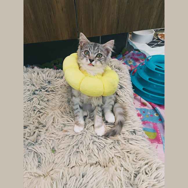 Photo of Judy Garland