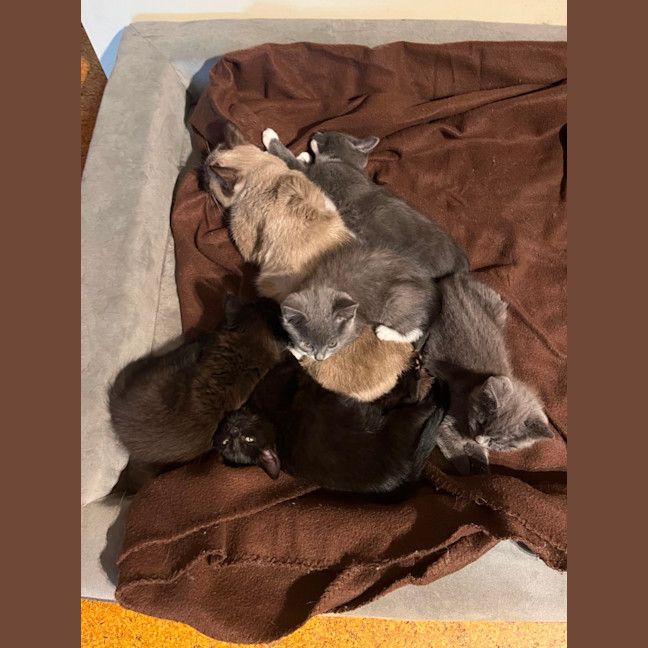 Photo of Juno ** 2nd Chance Cat Rescue**