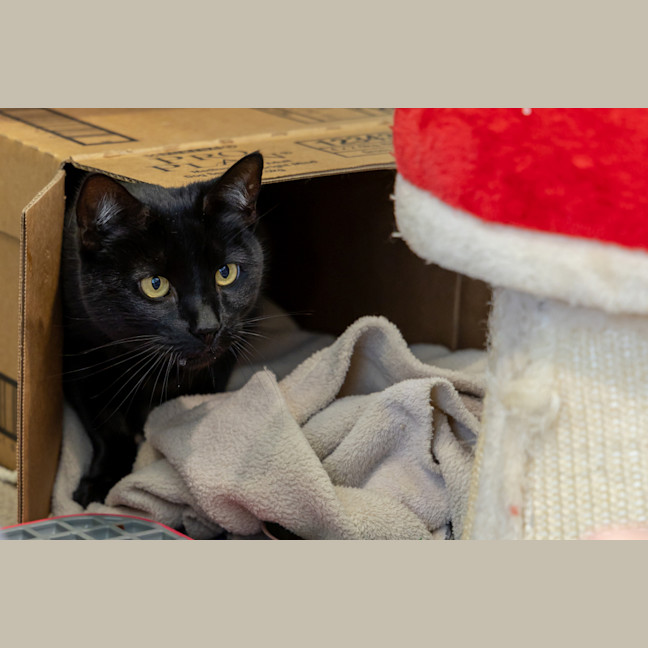 Photo of Evanescence