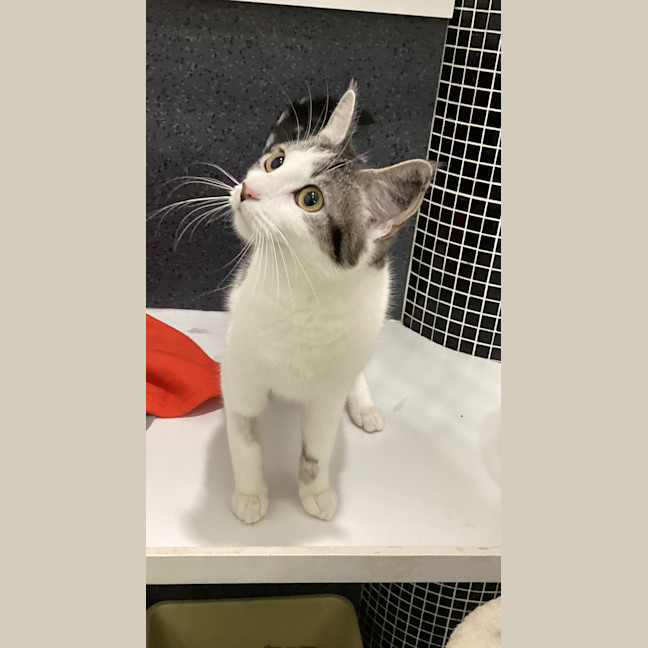 Photo of Hershey