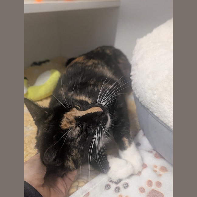 Photo of Brownie