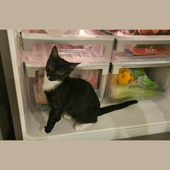 Photo of Cookie