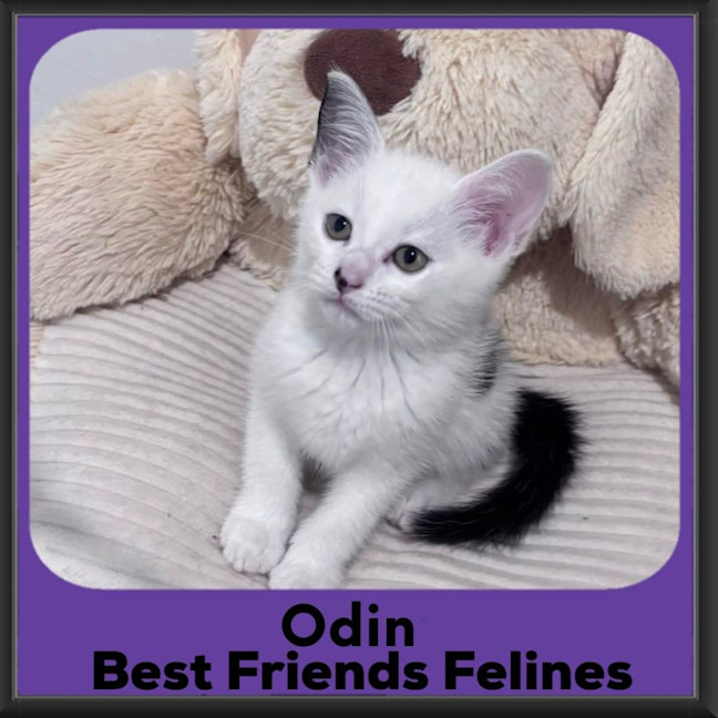Photo of Odin
