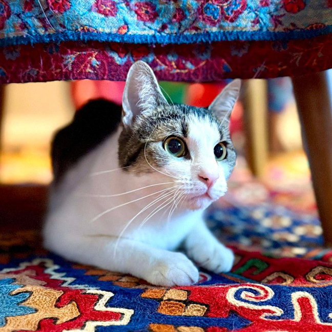 Photo of Pippin   In Foster Care In Brunswick