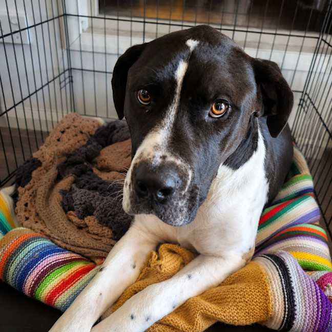 Photo of Otis