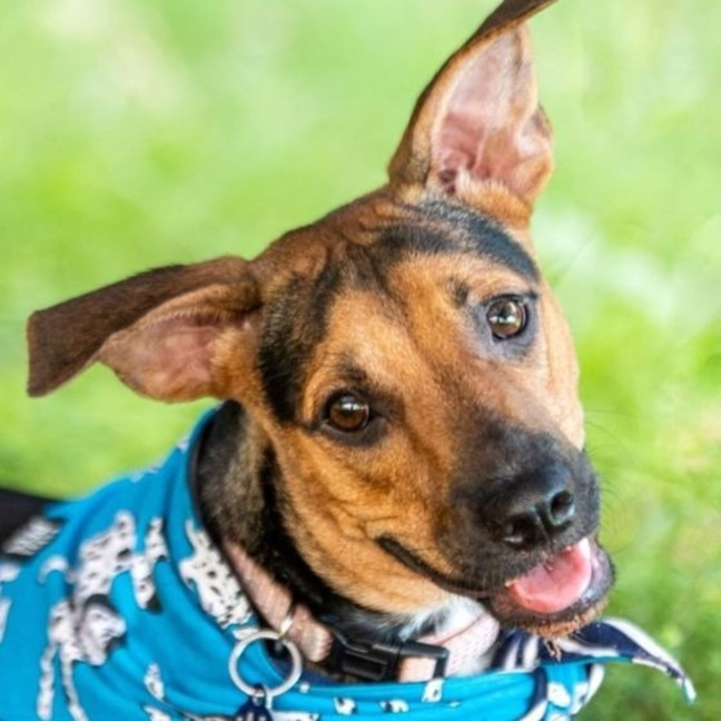 Photo of Gonzo