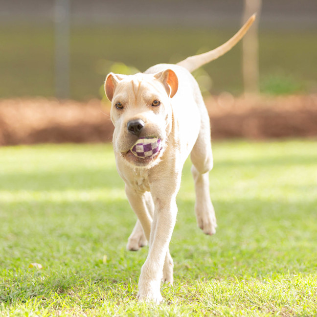 Photo of Lucky