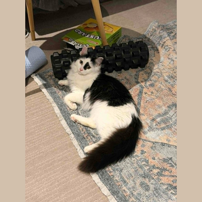 Photo of Spottie
