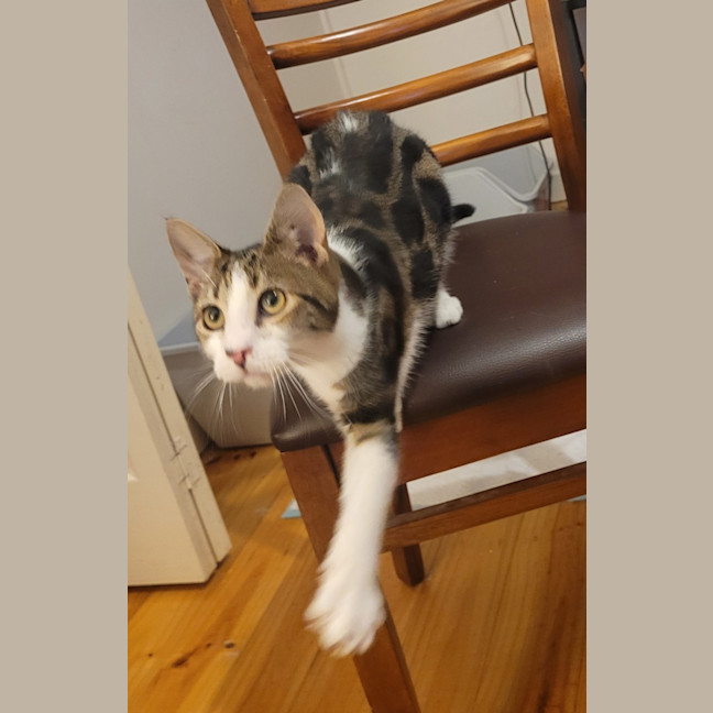 Photo of Oreo
