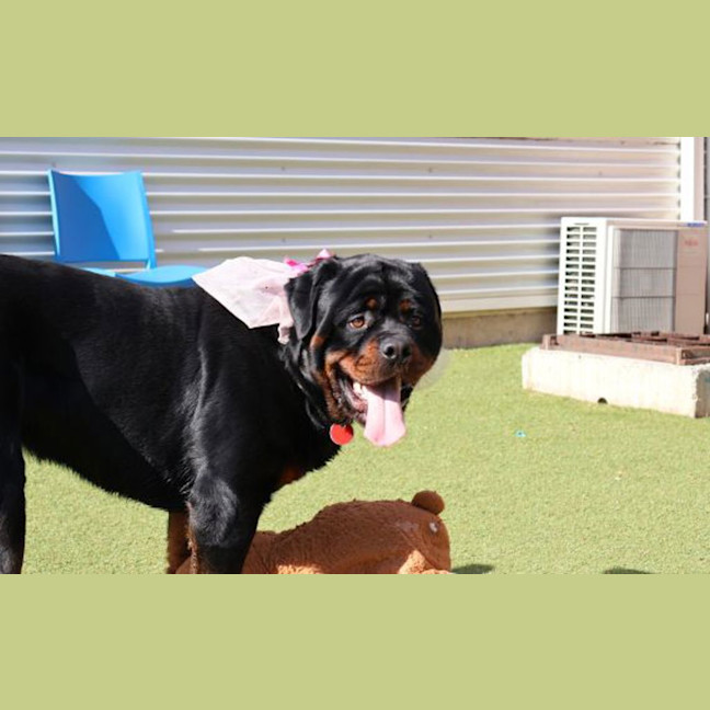 Photo of Sumo The Sun Bear