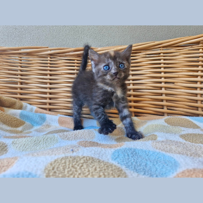 Photo of Tassie Devil 