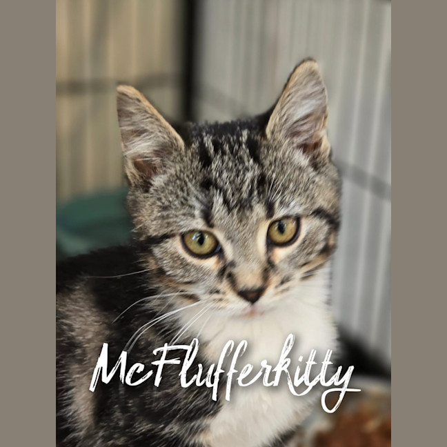 Photo of Mcflufferkitty
