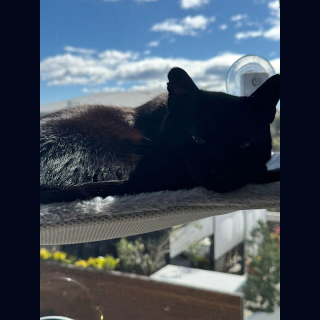 Photo of Milo