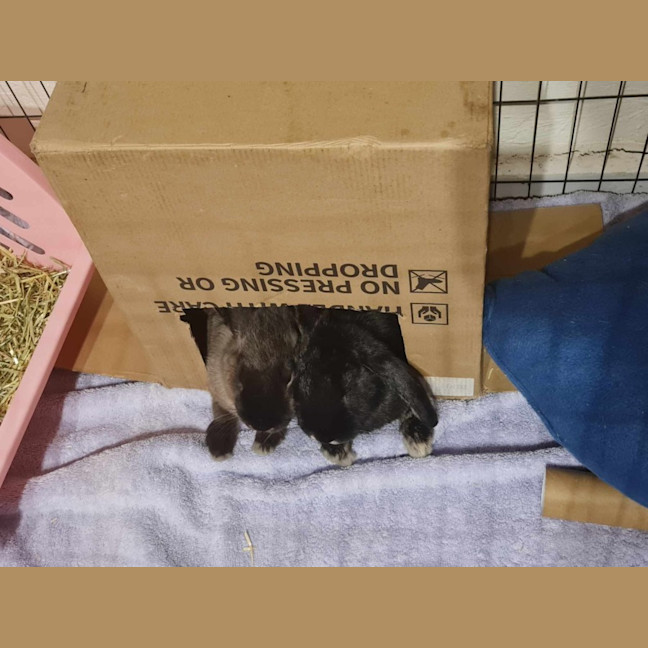 Photo of Ace & Alpha