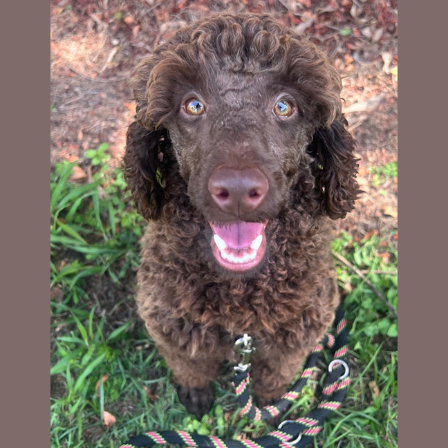 Photo of Louie