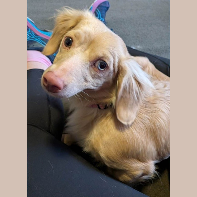 Photo of Daffodil