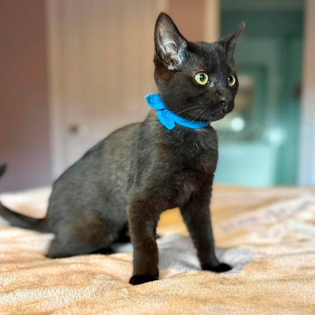 Photo of Buttercup   In Foster Care In Templestowe
