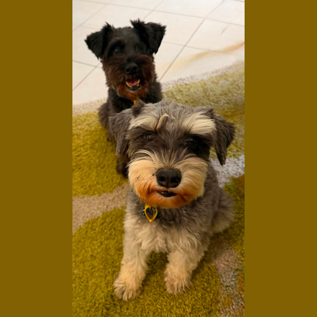 Photo of Ollie & Oscar