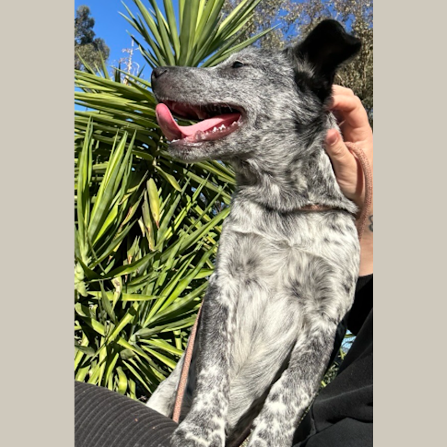 Photo of Banjo