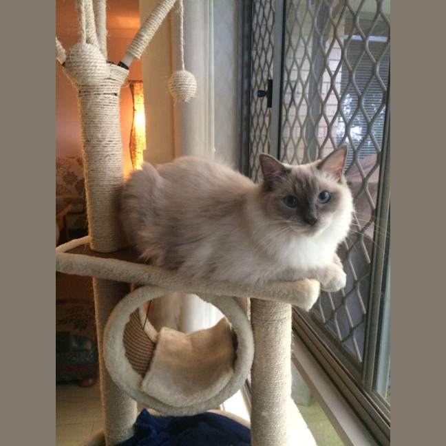 Photo of Icycle (Iza)