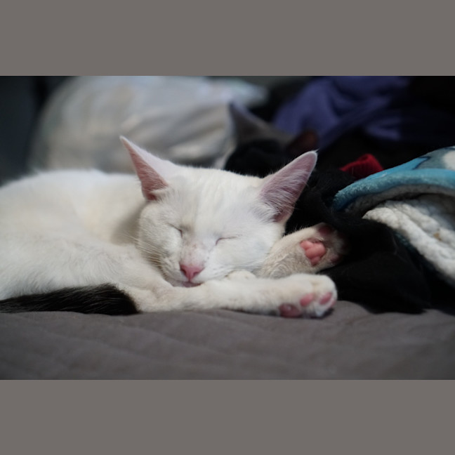 Photo of Lumi