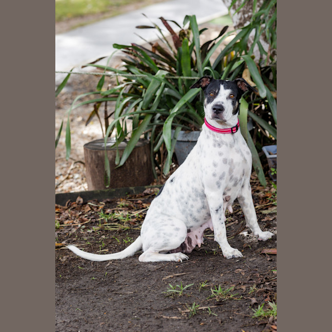 Photo of Patches