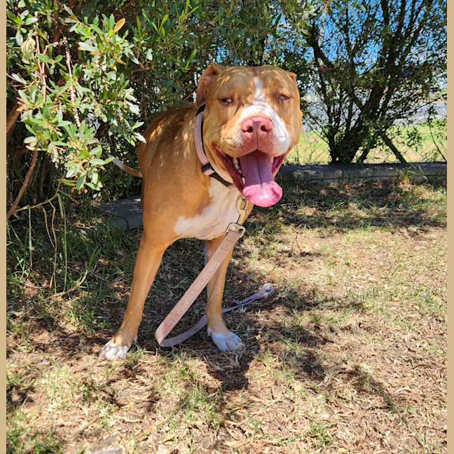 Photo of Stella (65928)