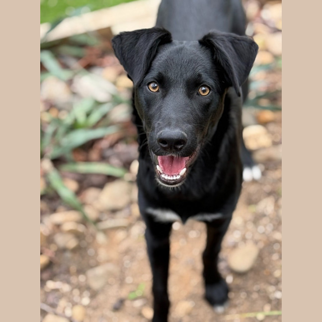 Photo of Banjo