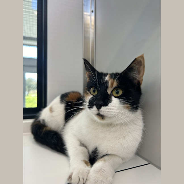 Photo of Cookie