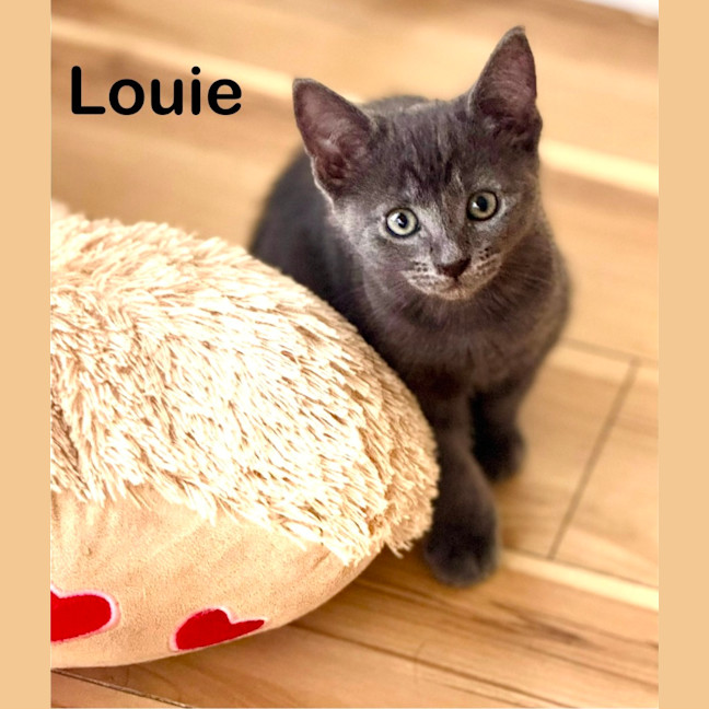 Photo of Louie
