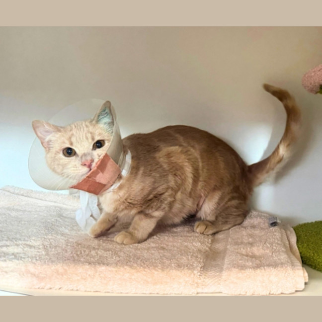 Photo of Nova