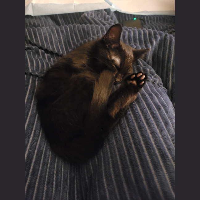 Photo of Twinkle Moo