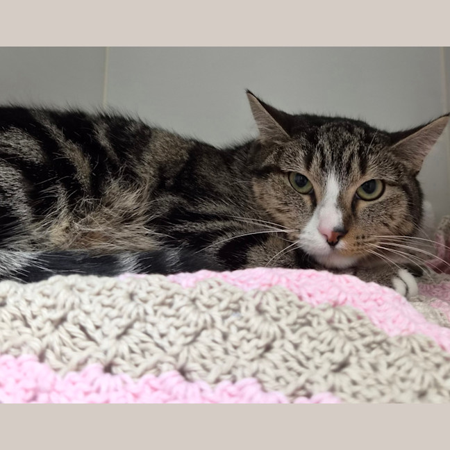 Photo of Remy