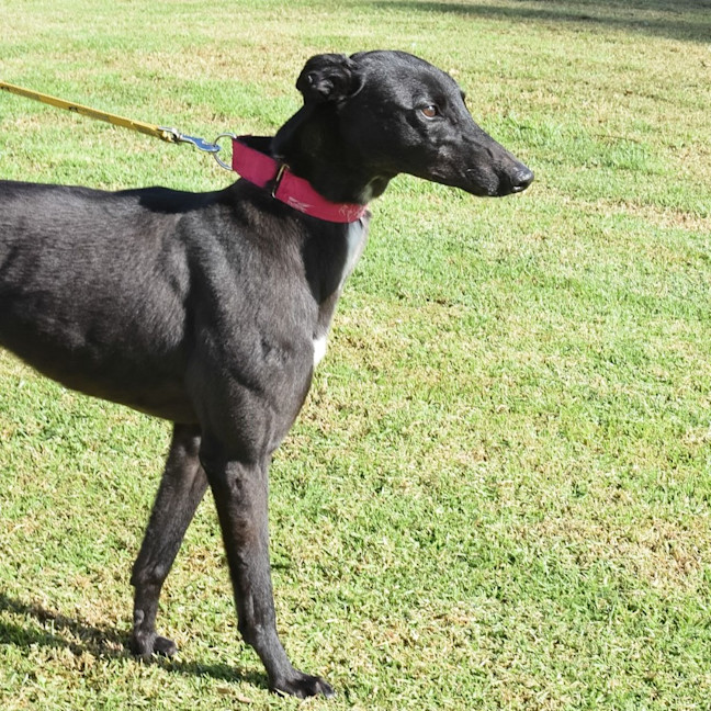 Photo of Chicane The Greyhound