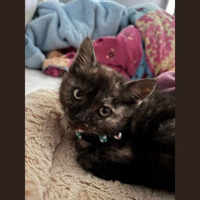 Photo of Burnt Toast 