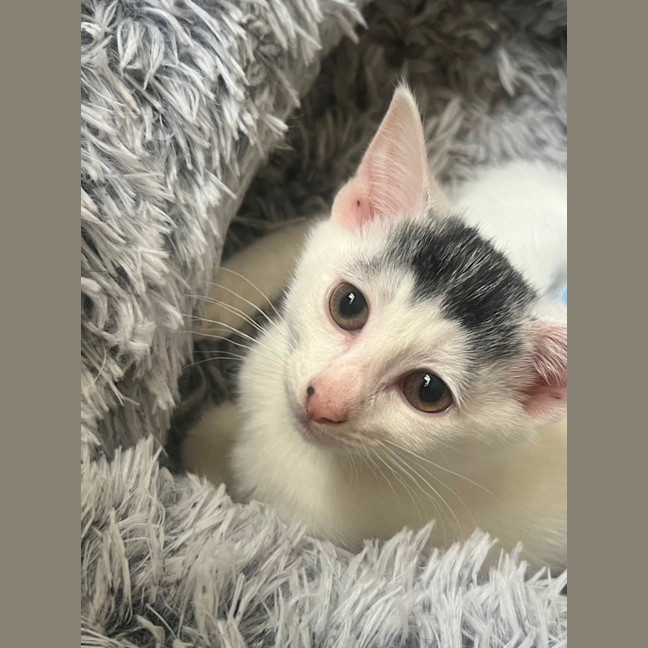 Photo of Indy 