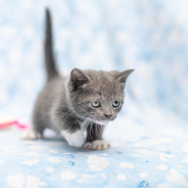 Photo of ** Vivienne West 2nd Chance Cat Rescue**